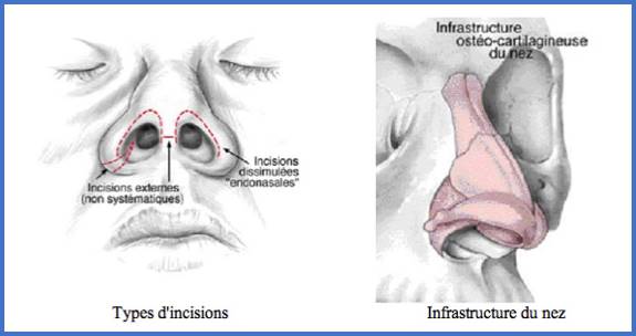 Les structures internes de l'architecture nasale